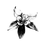 Columbine Flower
