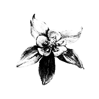 Columbine Flower