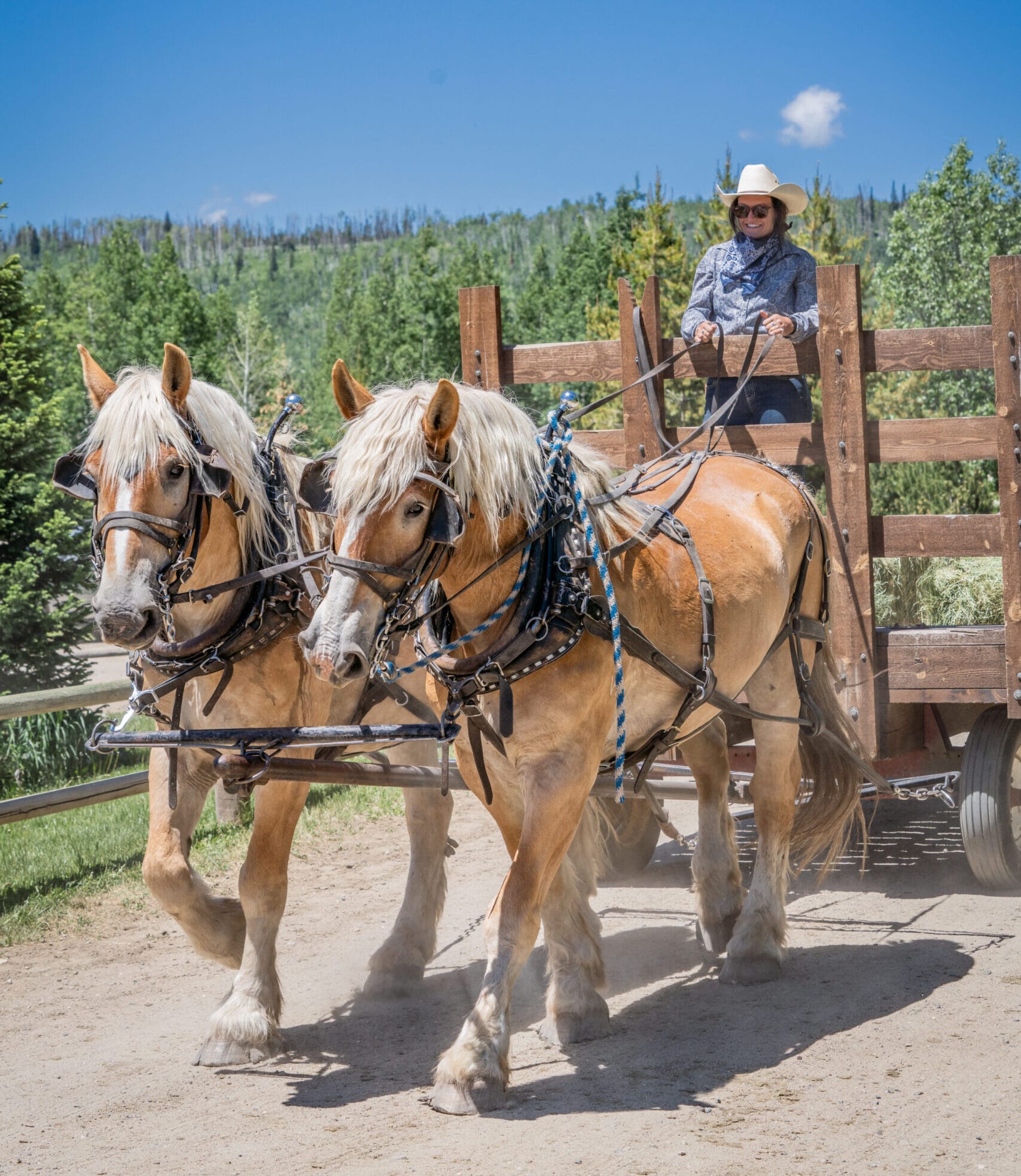 Wrangler driving draft horse team on wagon