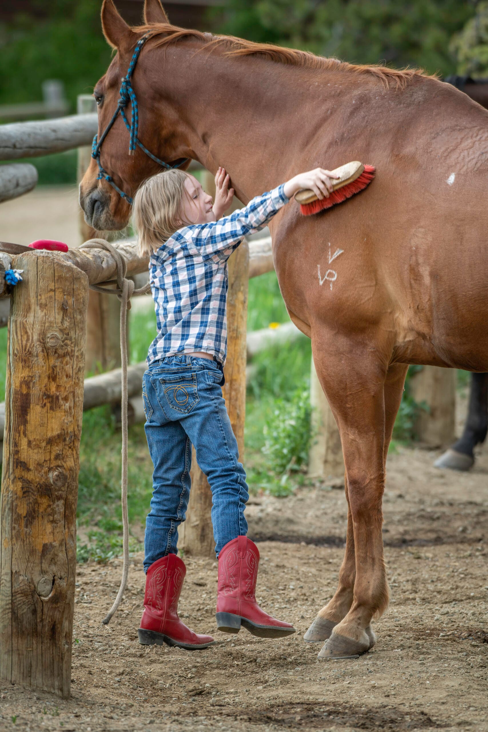 Kid brushing horse