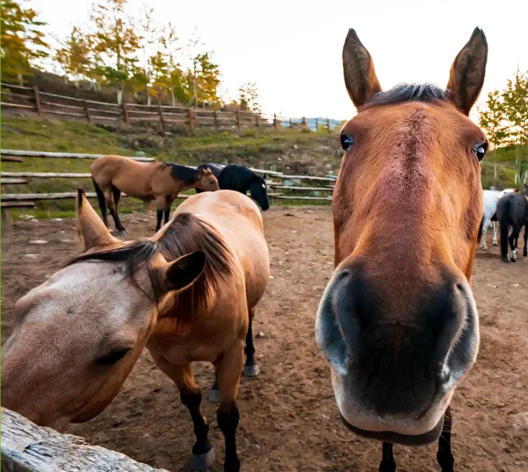 Horse Program Vista Verde Ranch Horseback Riding