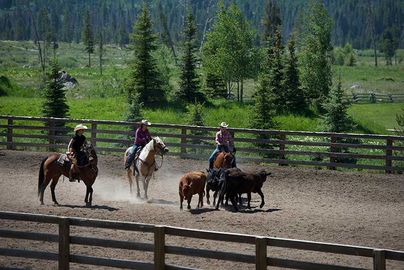Cattle Work Trail Rides Colorado Ranch Vacation Vista Verde