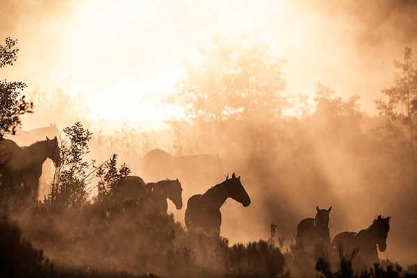 Summer Vacation in Colorado Vista Verde Guest Ranch Horses Family