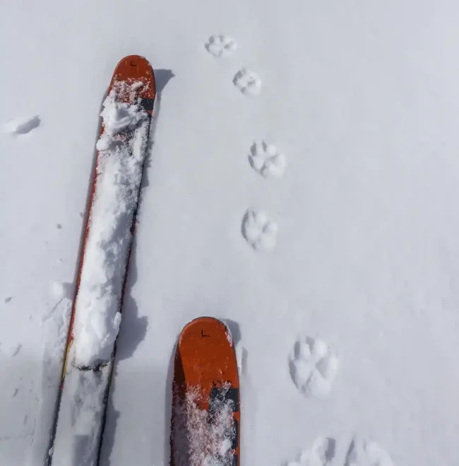 Ski Colorado Vacation Backcountry Ski Luxury Winter Ranch Vacation
