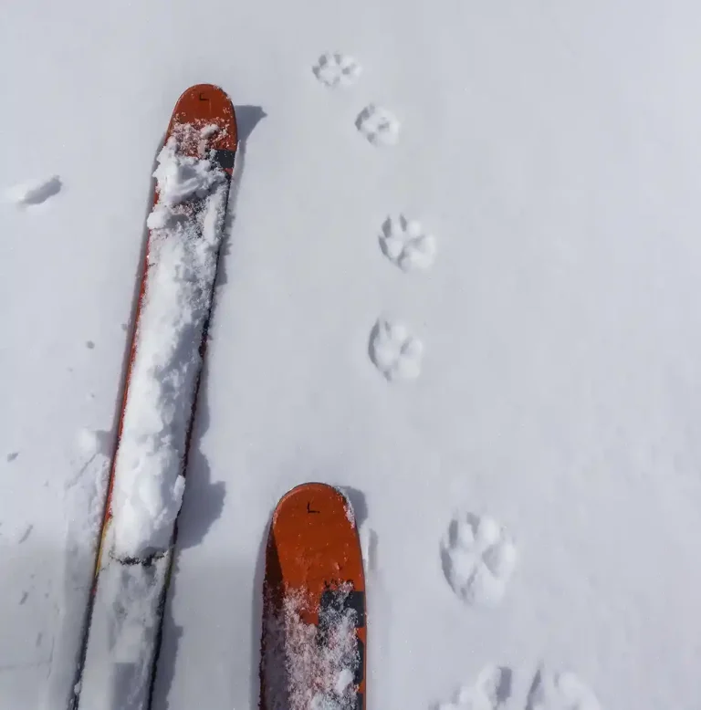 Ski Colorado Vacation Backcountry Ski Luxury Winter Ranch Vacation