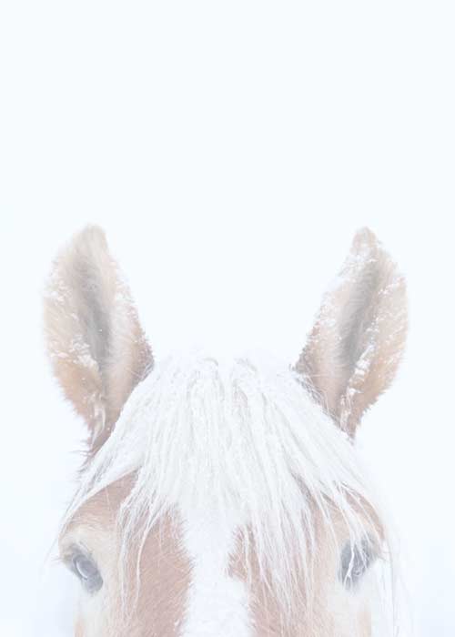 Make a Reservation Vista Verde Ranch in Colorado