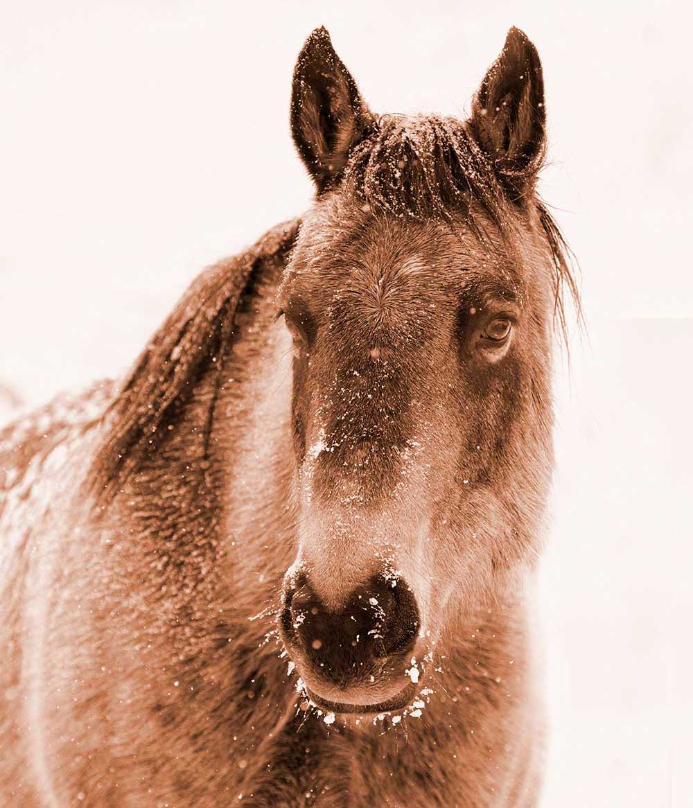 Ride horses vacation colorado ranch Ride horses vacation colorado ranch