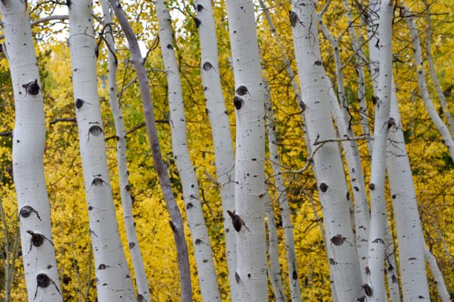 golden aspens from a luxury guest ranch vacation