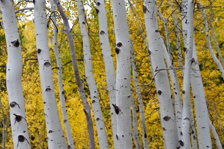 golden aspens from a luxury guest ranch vacation