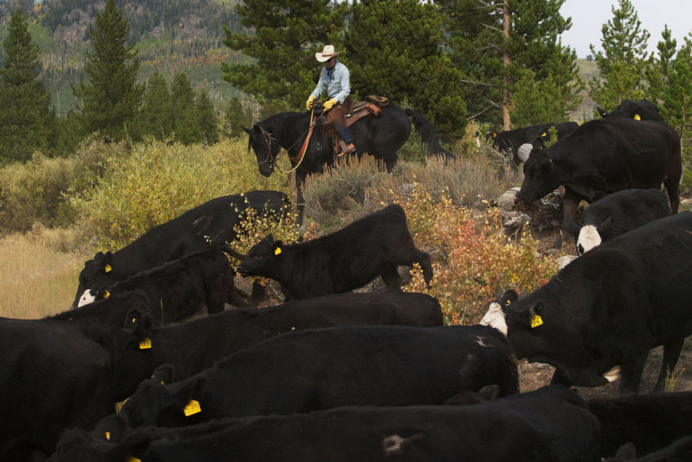 cattle round up at Colorado dude ranch cowboy rounding up cattle at a luxury dude ranch