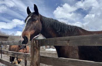 Family Vacation in Colorado