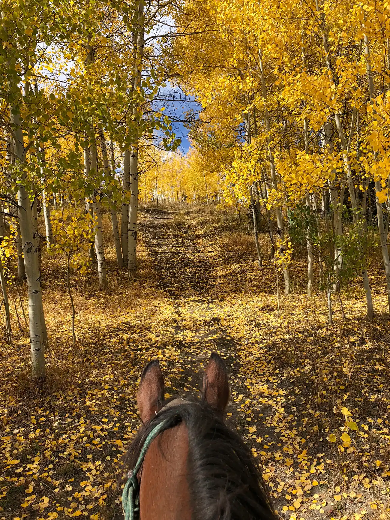 All Inclusive Rates Luxury Ranch Colorado Autumn Fall All Inclusive Rates Luxury Ranch Colorado Autumn Fall