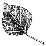 Aspen leaf, Ranch resort vacation at Vista Verde Ranch in Colorado