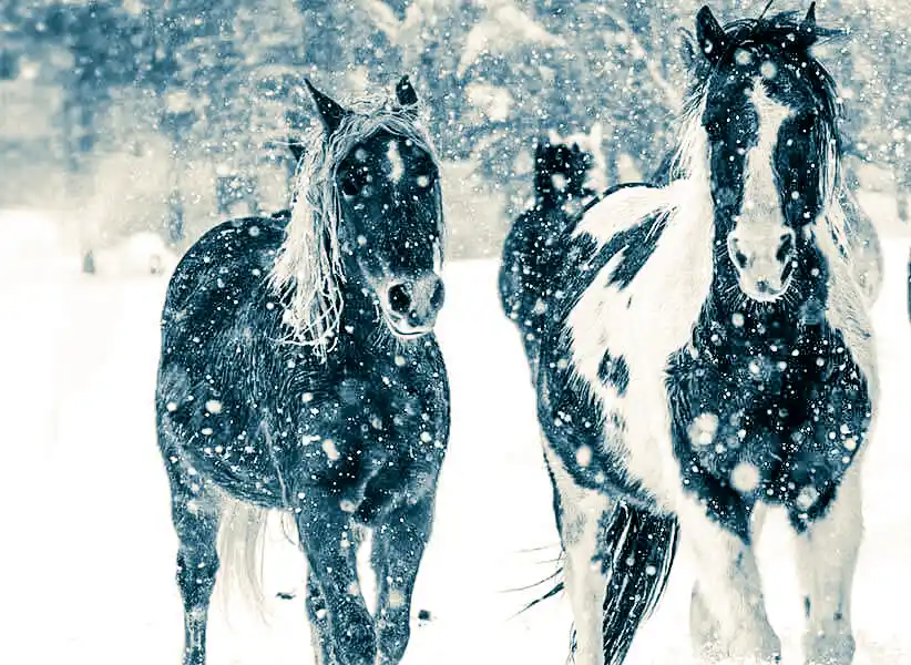 Horses running in the snow at Vista Verde Ranch in Colorado