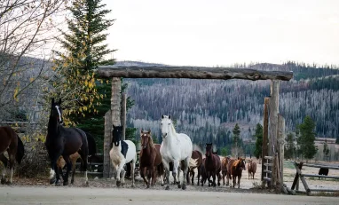 Herd of horses running through Vista Verde Ranch in Colorado