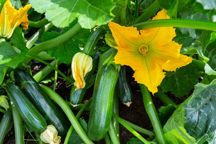Zucchini with flower and fruit growing on bush.