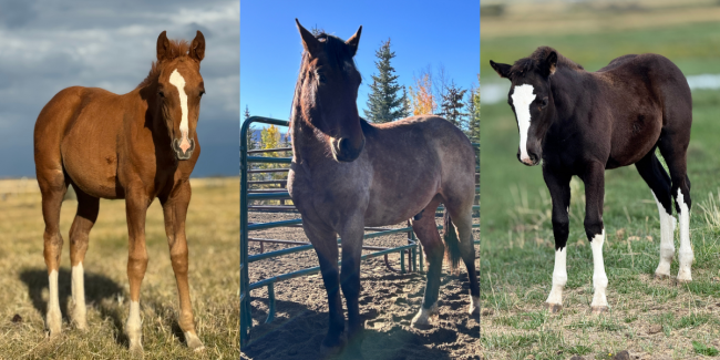 Blog Post Custom Header