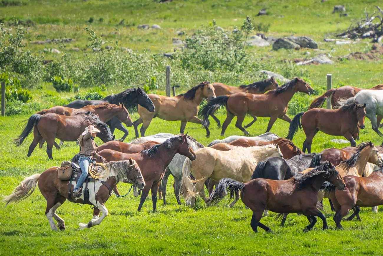 Colorado Vacation Vista Verde Ranch Luxury Resort, Horsemanship, Learn Horsemanship Skills