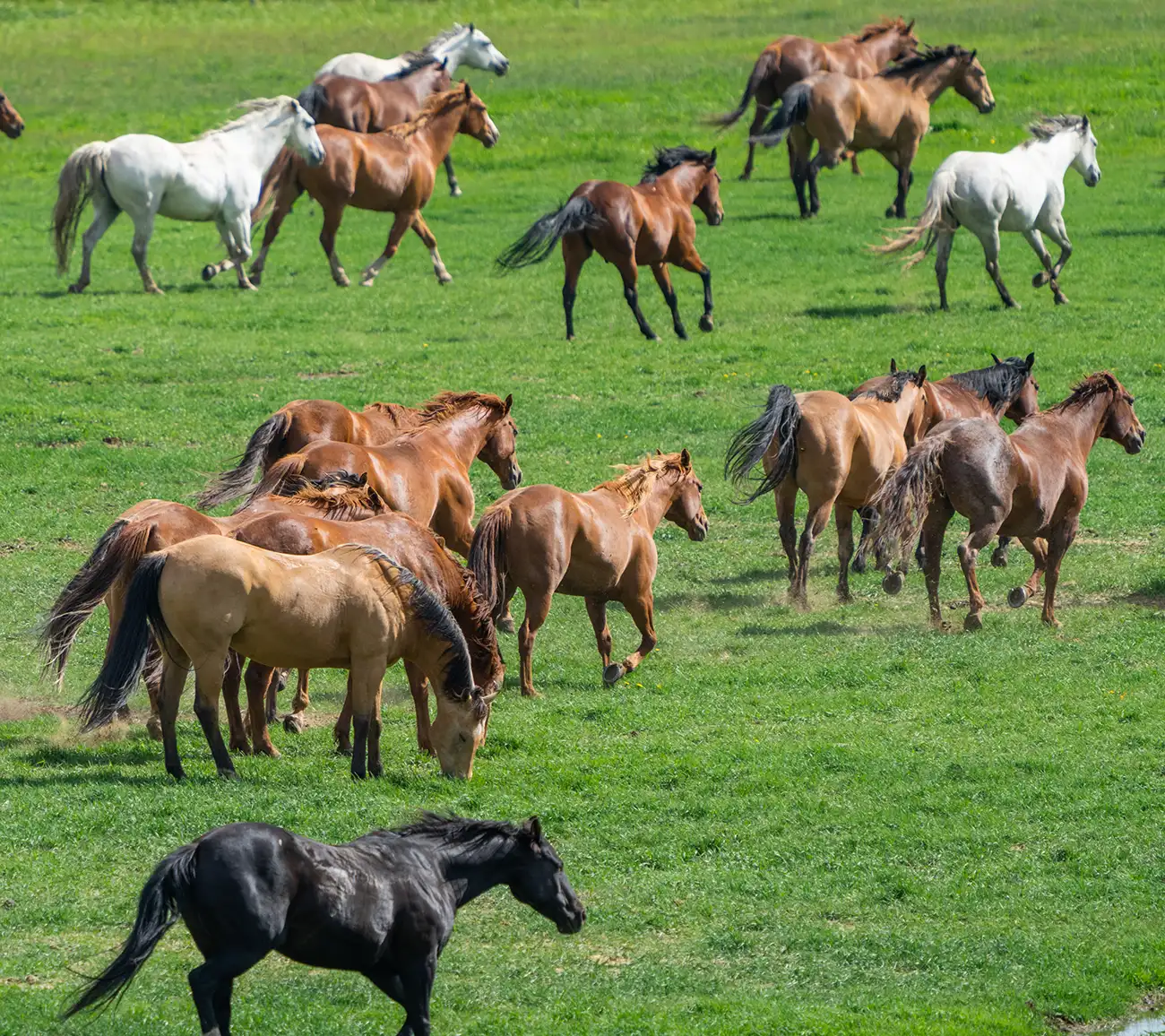 Meet the Herd of Vista Verde Ranch in Steamboat Springs, Colorado, Luxury Resort Ranch