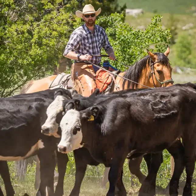 Vista Verde Guest Ranch Colorado Horsemanship Cattle Clinics