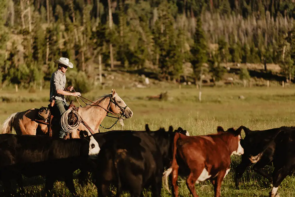 Vista Verde Guest Ranch Colorado Horsemanship Cattle Clinics