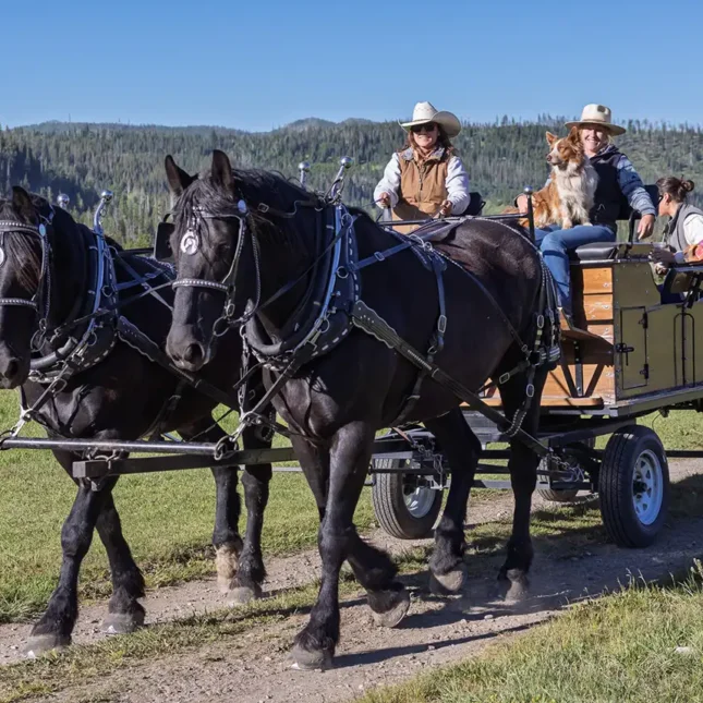 Vista Verde Guest Ranch Colorado Horsemanship Draft Horse Clinic