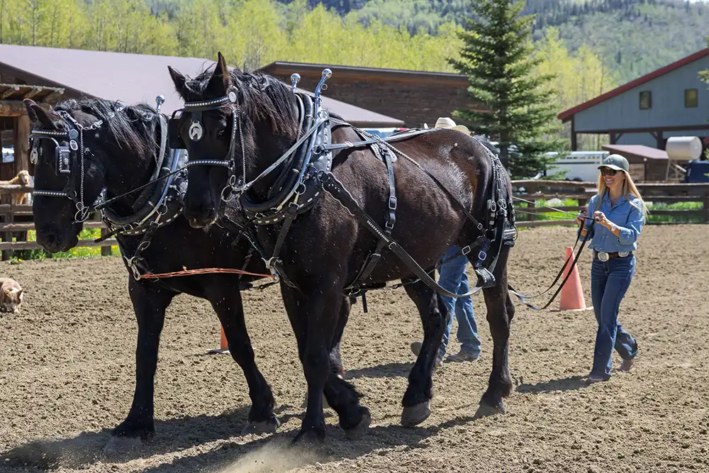 Vista Verde Guest Ranch Colorado Horsemanship Draft Horse Clinic